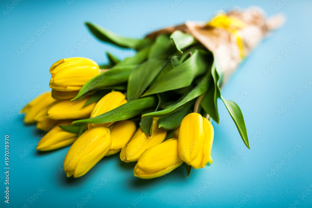 Yellow tulips on blue background Yellow tulips on blue background