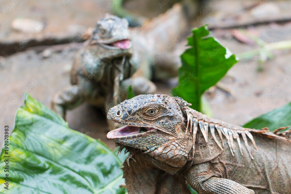 Obraz premium iguana number three