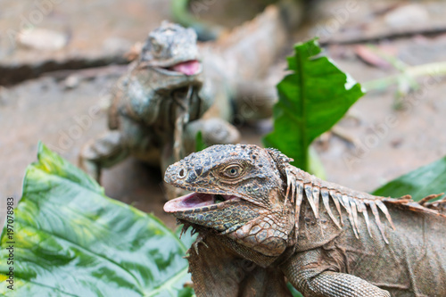 iguana number three