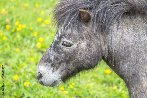 Small pony in a field