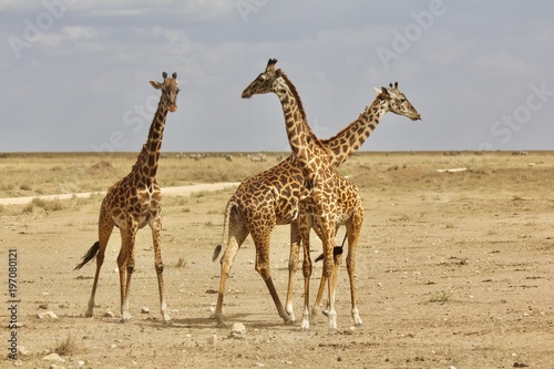 Giraffe, Savannah Serengeti, Tanzania, Africa