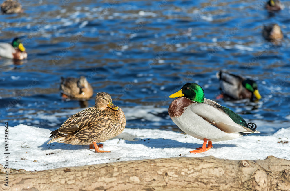 European ducks pair on spring river coast European ducks pair on spring river coast