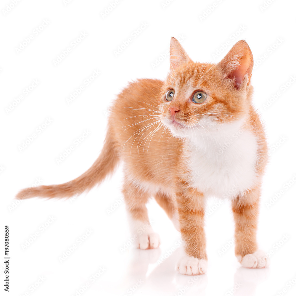 Playful red kitten on a white