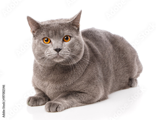 Foto Grey Chartreux cat with yellow eyes