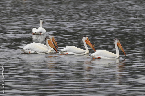 Cuadro en lienzo American White Pelican, Pelecanus erythrorhynchos, on Upper Klamath Lake near Kl