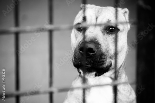 dog abandoned between bars, black and white © charlymorlock
