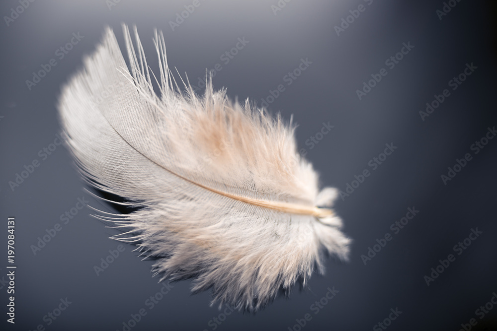Obraz premium White dove feather