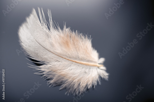 White dove feather