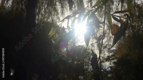Branch moves, strong wind, sunlight, branch with green leaves, wild forest