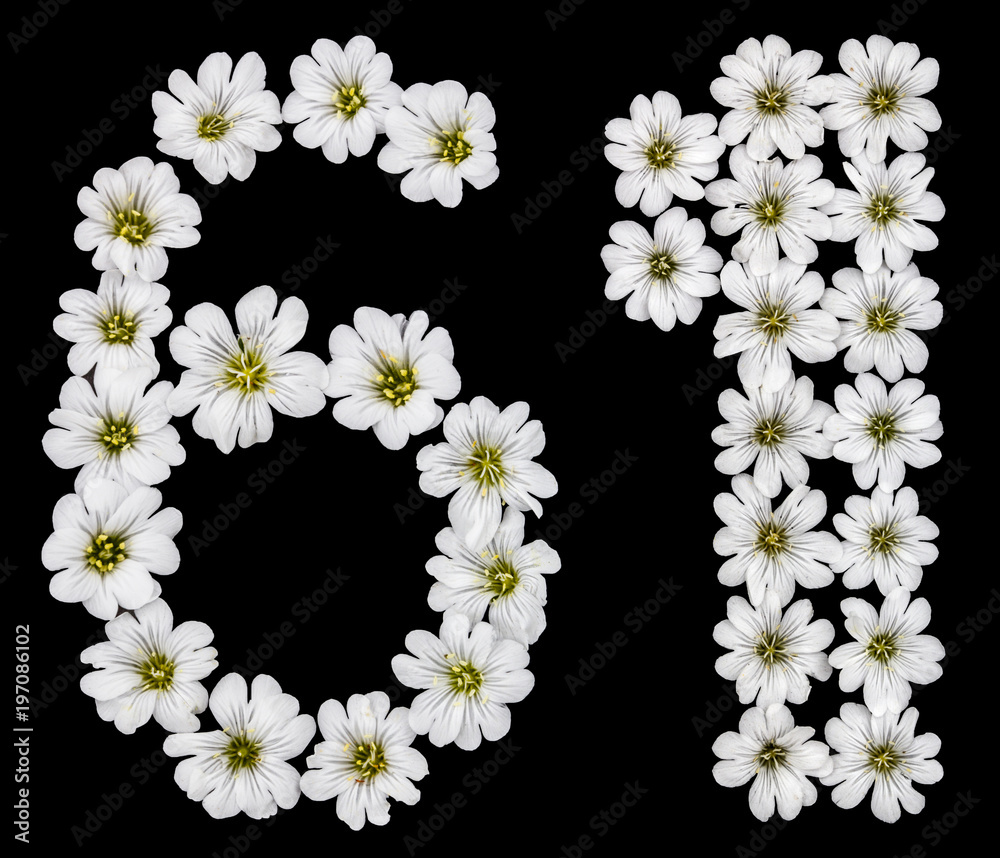 Arabic numeral 61, sixty one, sixty, six, one, from white flowers of Cerastium tomentosum, isolated on black background