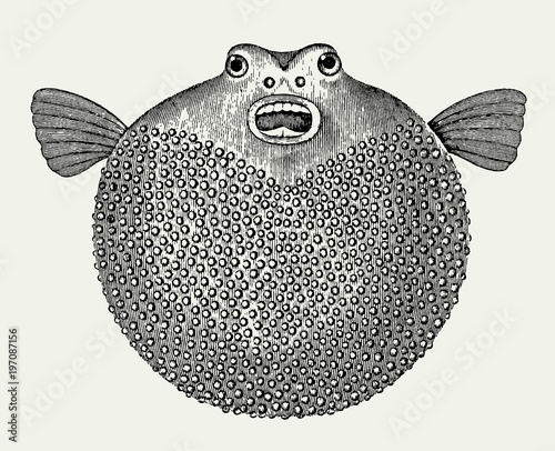 Inflated blowfish with open mouth in front view after vintage engraving from 19th century