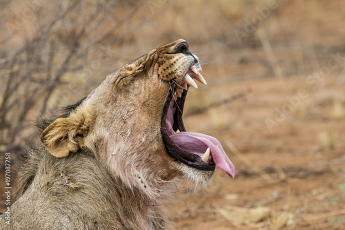 Fototapeta Naklejka Na Ścianę i Meble -  Yawning young male lion in Erindi private game reserve in Namibia