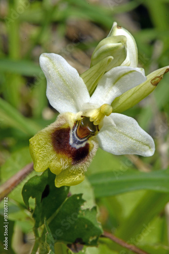 Wespen-Ragwurz (Ophrys tenthredinifera) - sawfly orchid  photo