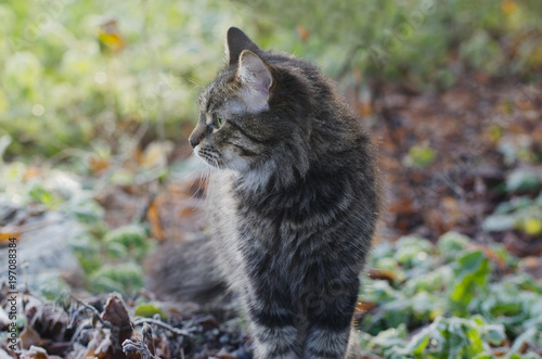 Portrait of Young fluffy gray domestic cat walking in a sunny forest. Adopted pet.