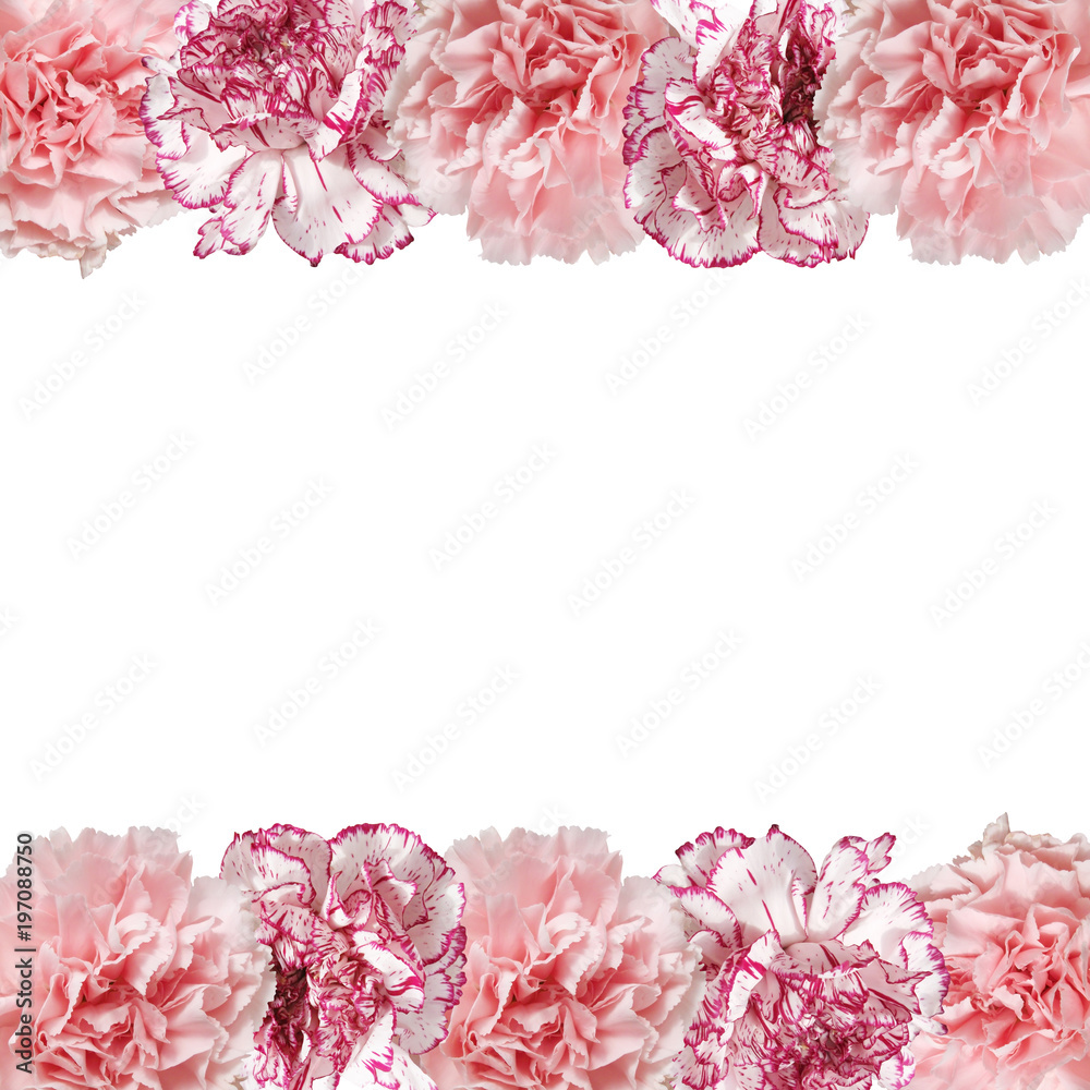 Beautiful floral background of pink carnations 