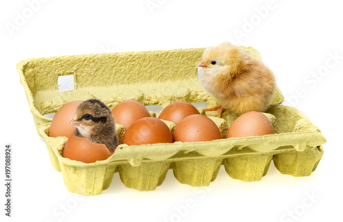 a paper box with eggs and a little chicken © Vera Kuttelvaserova