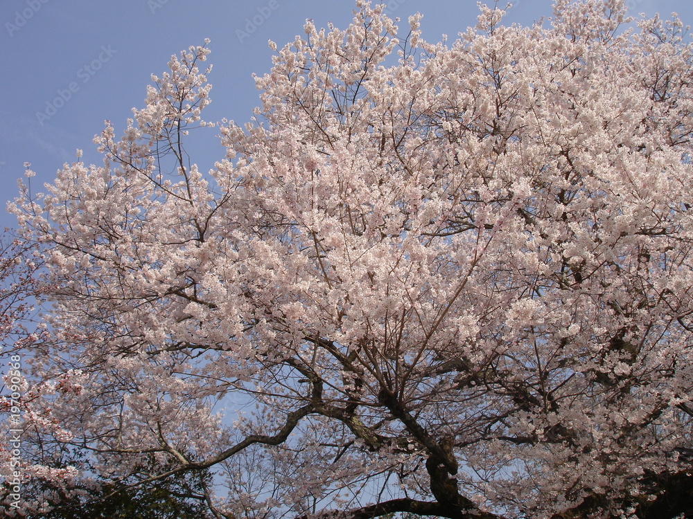 cerisier du japon