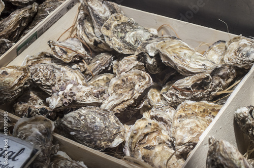 Oysters in Market