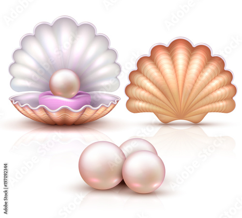 Opened and closed seashells with pearls isolated. Shellfish vector illustration for beauty and luxury concept