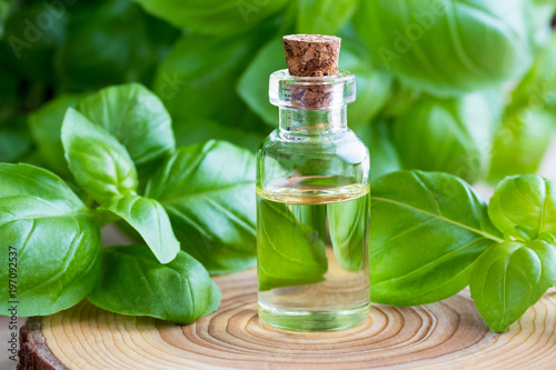 A bottle of basil essential oil with fresh basil leaves