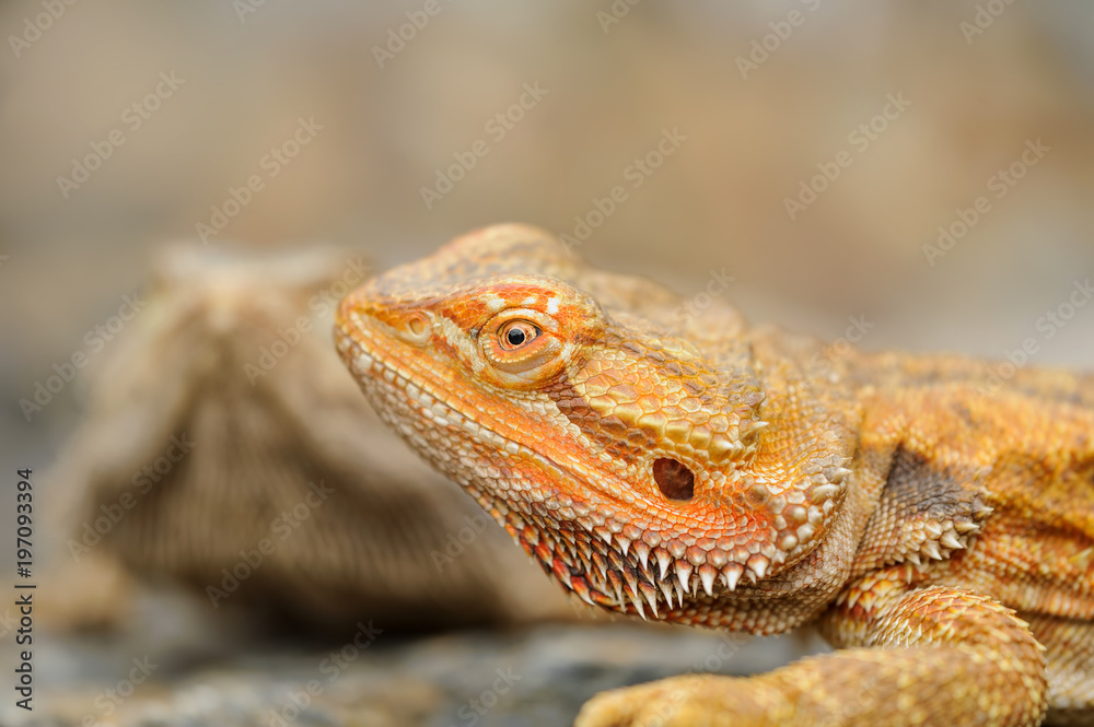 Obraz premium Central bearded dragon detail. Oragne dragon on stone
