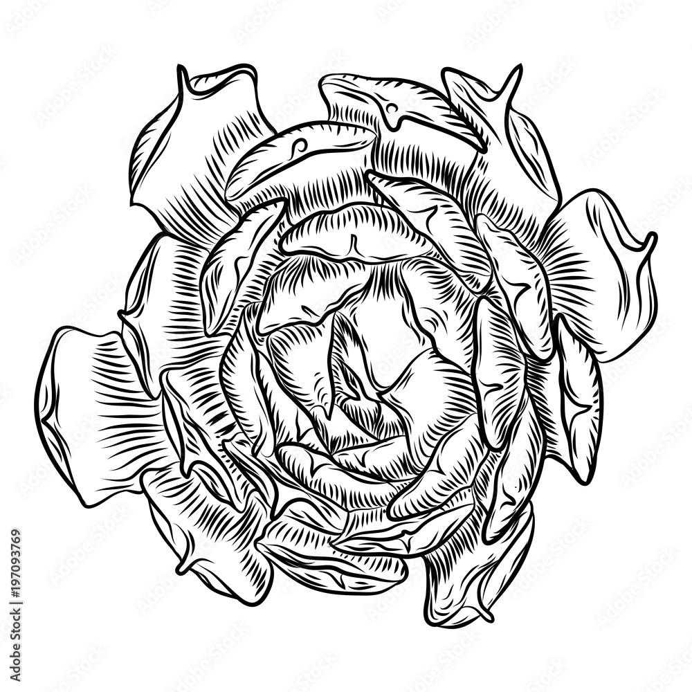 Succulent cactus flower, hand drawn terrarium Echeveria cacti. Wild floral exotic tropical plant. Vector. Succulent cactus flower, hand drawn terrarium Echeveria cacti. Wild floral exotic tropical plant. Vector.