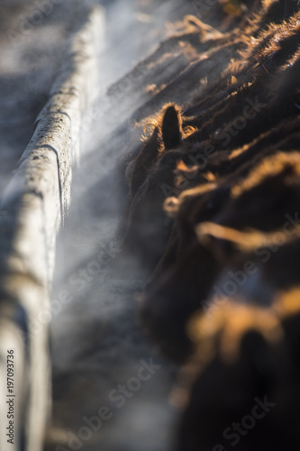 Cows Feeding photo