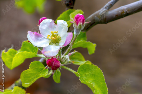 Frueh Jahr Bluete Apfel im Garten