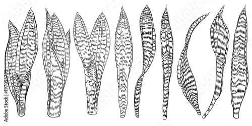 Green and Golden Snake Plant, succulent cactuses family set. Trendy tropical design for textile. Set of various hand drawn exotic plants. Vector.