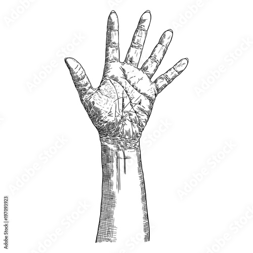 Hands in gesture and emotion. Hand sign isolated on white background. Vector.