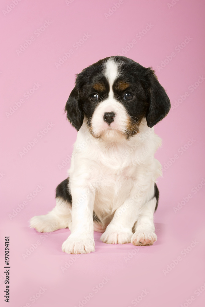 Cavalier King Charles Spaniel Welpe auf rosa Hintergrund Cavalier King Charles Spaniel Welpe auf rosa Hintergrund