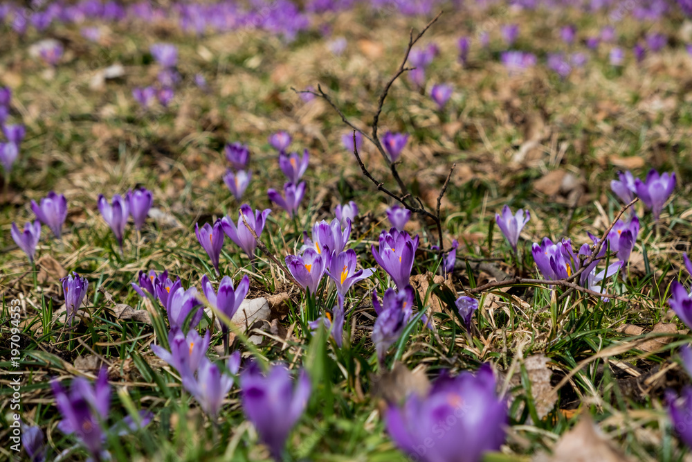 Fototapeta premium Crocuses