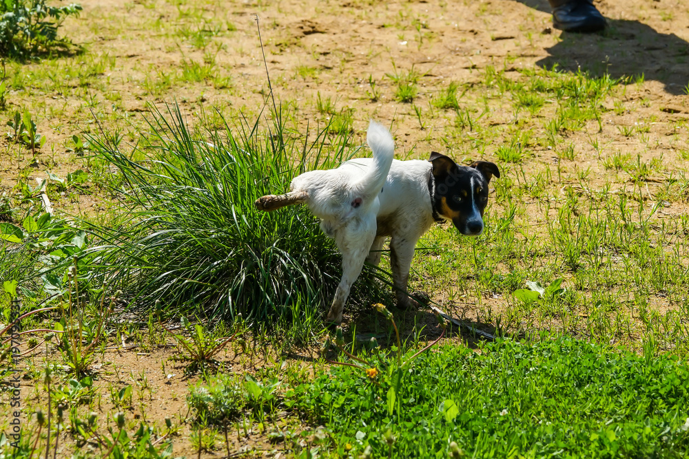 The dog marks the grass. Cute small dog peeing on a grass.
