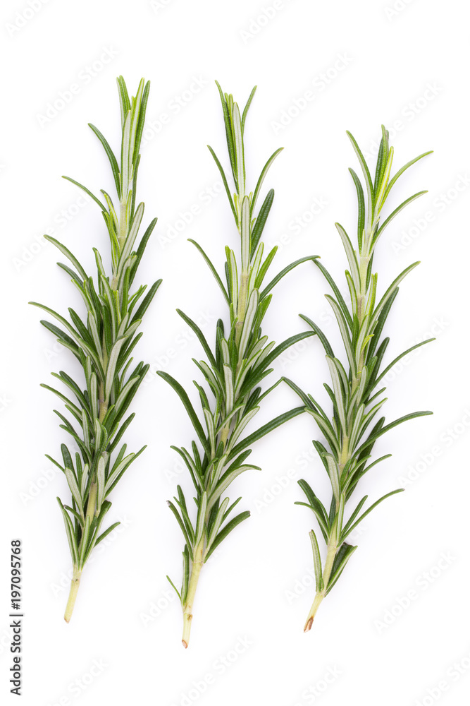 Rosemary spice on the white background.