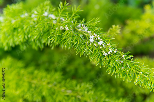 Flowers bloom with green leaves on natural background. Branch with white blossom, spring. Blossom, bloom, flowering. Spring, springtime, summer. Nature, plant, environment