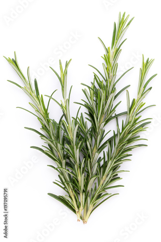 Rosemary spice on the white background.