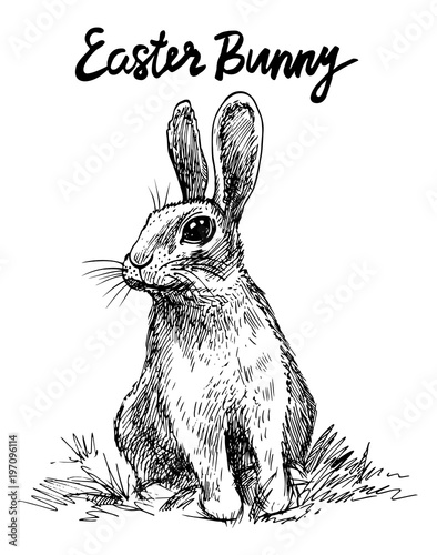 Bunny. Vector hand drawn graphic illustration.