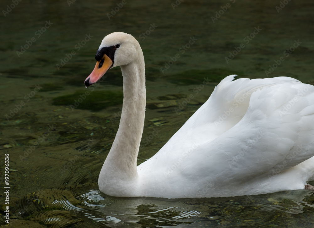 Obraz premium Swan in a lake