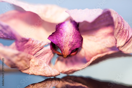 Dried orchid flower