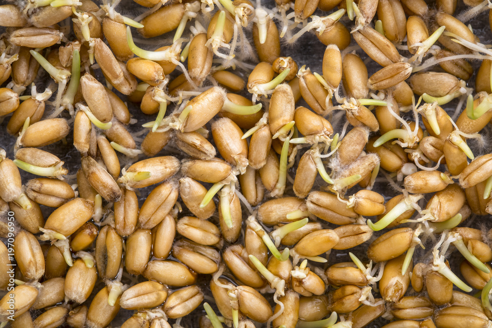 Fototapeta premium sprouting wheat grain background