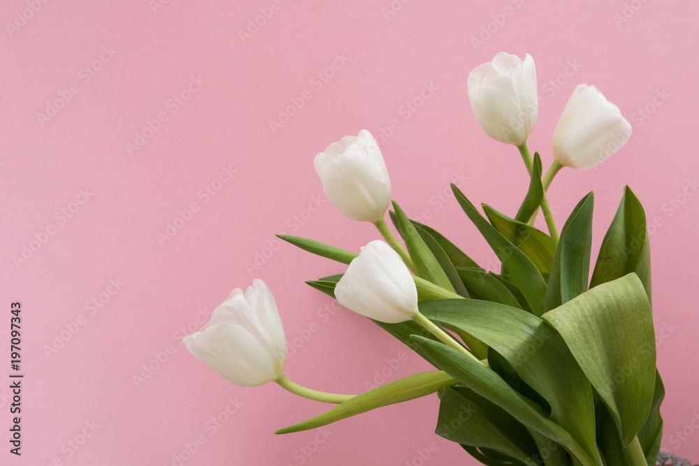 Tulip flowers postcard