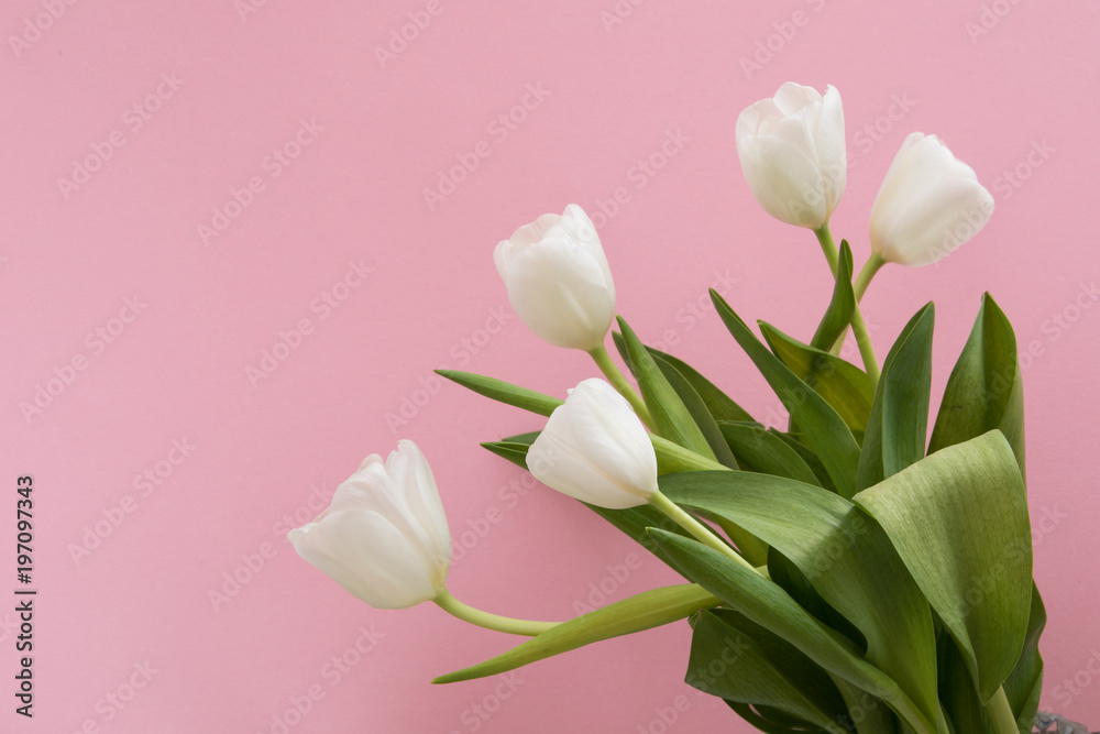 Fototapeta premium Tulip flowers postcard