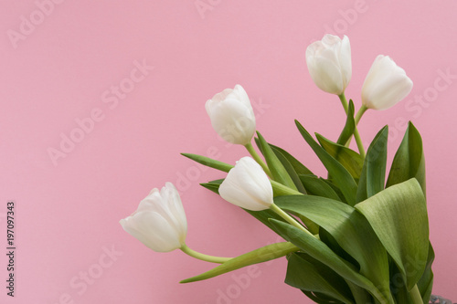 Tulip flowers postcard © Smart Future