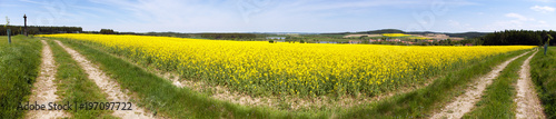 Field of rapeseed, canola or colza