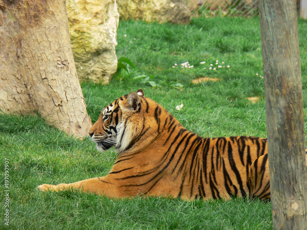 Obraz premium Tigre num jardim zoológico