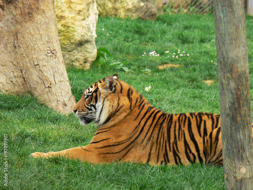 Tigre num jardim zoológico