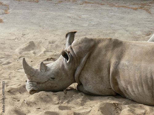 O rinoceronte é um grande mamíferos da família Rhinocerontidae, que vive em África e na Ásia