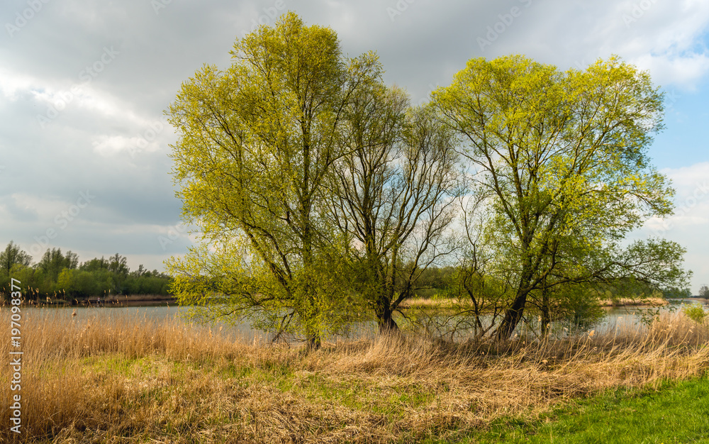 Tall trees on the bank of a creek in springtime