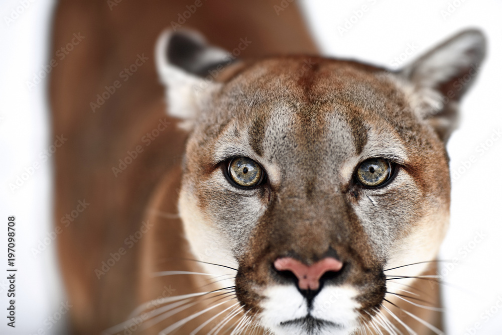 Naklejka premium Beautiful Portrait of a Canadian Cougar. mountain lion, puma, panther, Winter scene in the woods. wildlife America