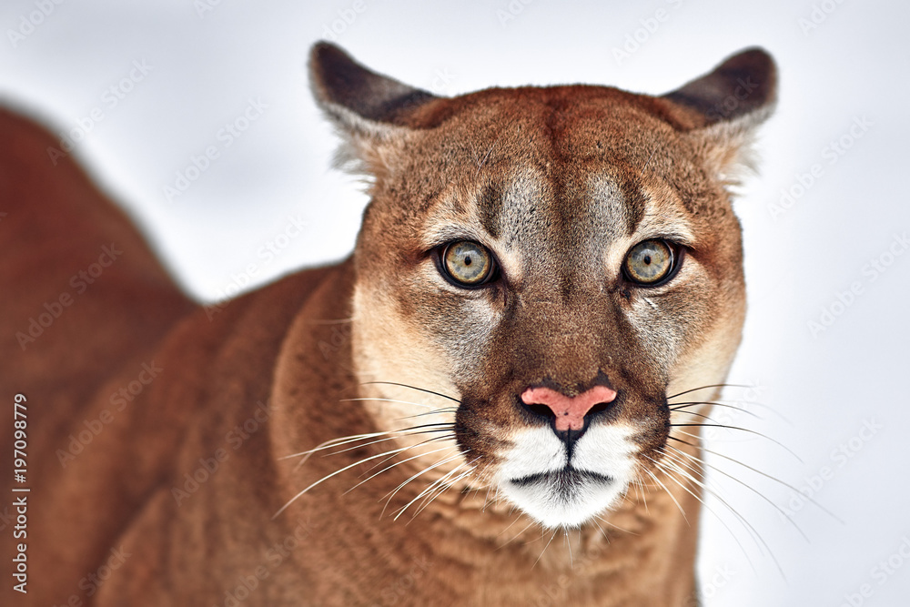 Fototapeta premium Beautiful Portrait of a Canadian Cougar. mountain lion, puma, panther, Winter scene in the woods. wildlife America